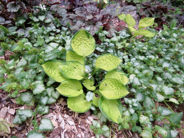 Rainforest Sunrise Hosta%20Rainforest%20Sunrise%202015