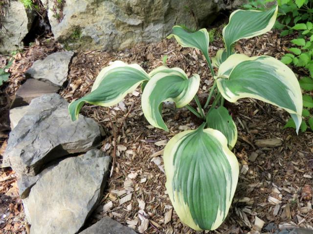 Hosta Regal Supreme Hosta%20Regal%20Supreme%202015