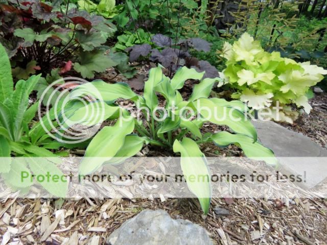 Hosta Ripple Effect Hosta%20Ripple%20Effect%202014