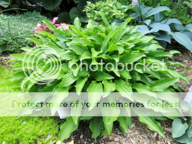 Hosta Saihu Jima  Hosta%20Saishu%20Jima%20%202015