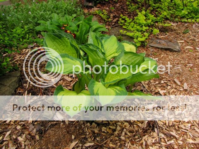 hosta sharmon Hosta%20Sharmon%20juin%202015