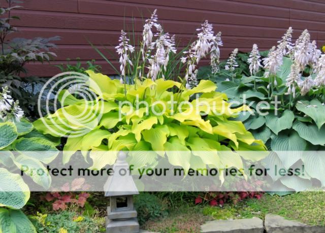 Sun Power Hosta%20Sun%20Power%202015