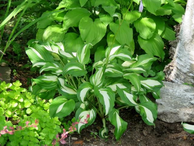 À identifier Fire and Ice ou Undulata mediovariegata  Hosta%20undulata%202015