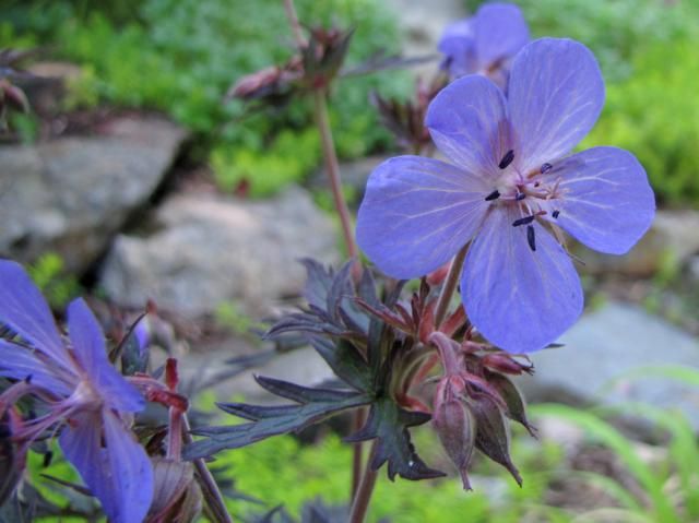 Geranium pratense Black Beauty IMG_0057_640x479_1