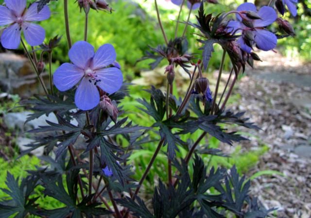 Geranium pratense Black Beauty IMG_0059_640x449