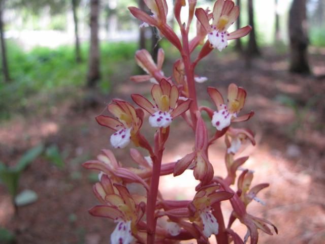 Hier j'ai vue dans la forêt Corallorhiza maculata.  IMG_0062_640x480