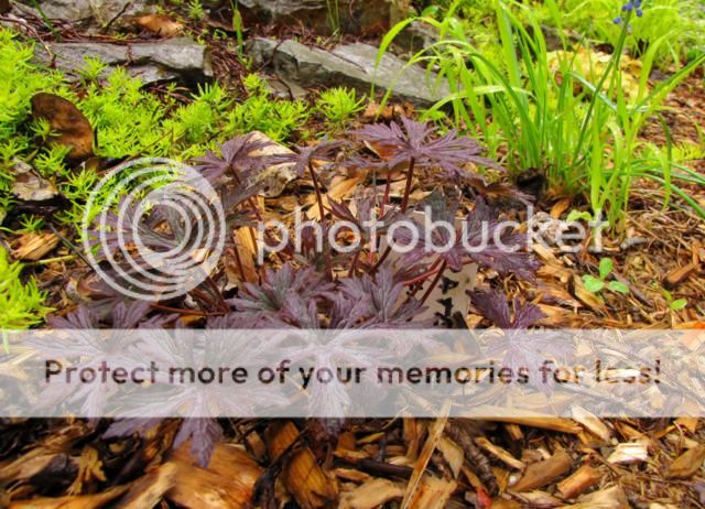 Geranium pratense Black Beauty Geranium%20Pratense%20Black%20Beauty%202015