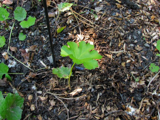 Darmera peltata  IMG_0086_640x480