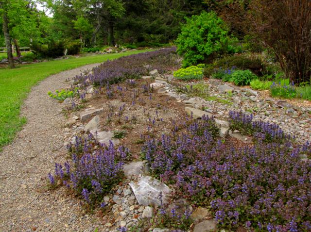 Jardin "Réveil des sens" et rivière d'ajuga - Page 25 IMG_0087_640x478