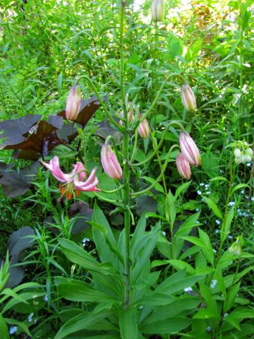 Lilium martagon Lilium%20martagon%20plant%20rose%202015