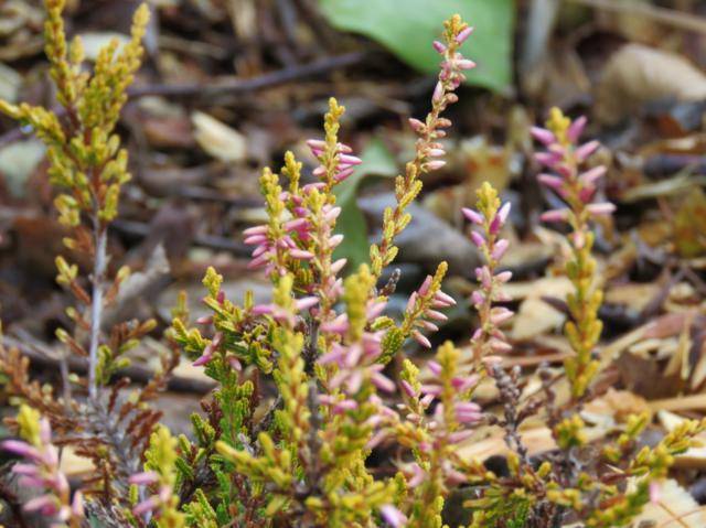 Platebande en avant de la maison - Page 7 Arbuste%20Calluna%20Theresa%2003%20nov%202015