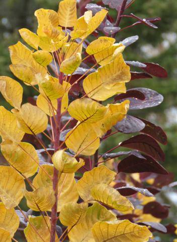 Platebande en avant de la maison - Page 7 Arbuste%20Cotinus%20Golden%20Spirit%20et%20Royal%20Purple%20%20couleurs%20%20nov%202015