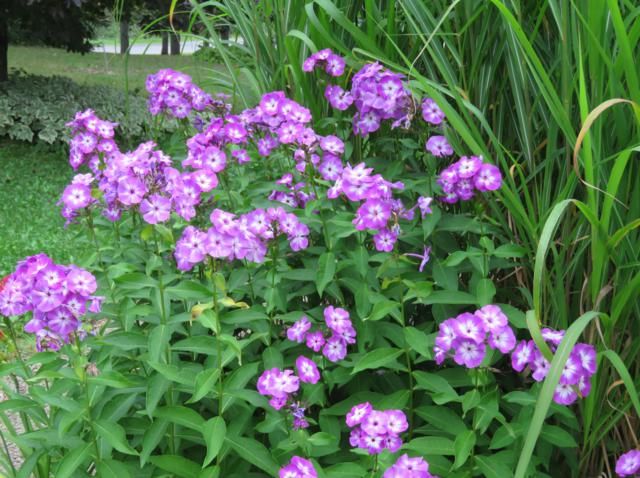 Quelqu'un cultive le Phlox paniculata Laura ? - Page 2 IMG_6905_640x478