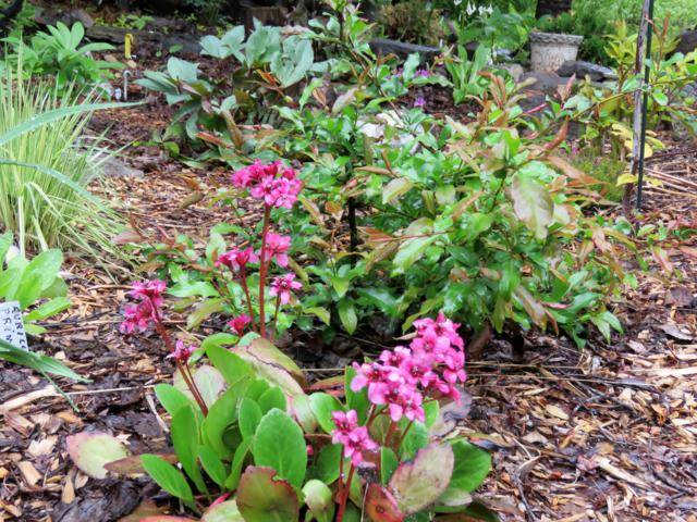 Juin 2016 chez Tulipe Bergenia%20Flirt%202016