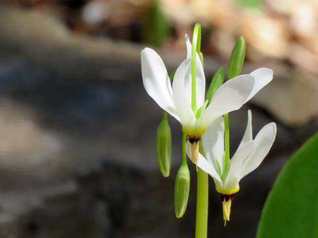 Juin 2016 chez Tulipe Dodecatheon%20media%20Alba%20fleurs%202016