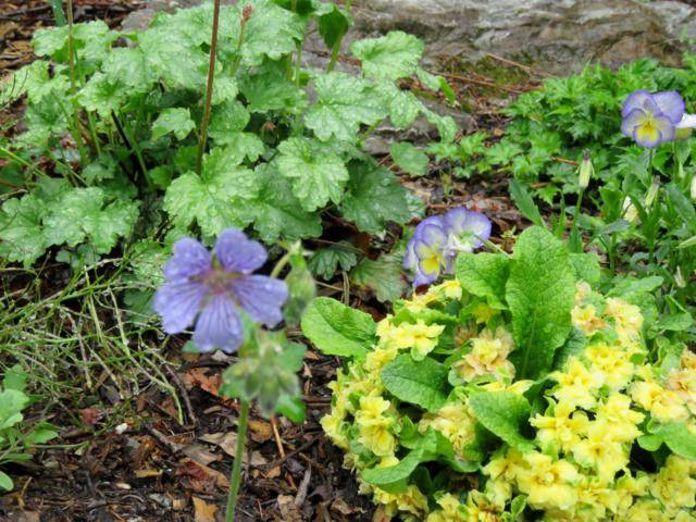 Juin 2016 chez Tulipe Geranium%20Stephanie%202016