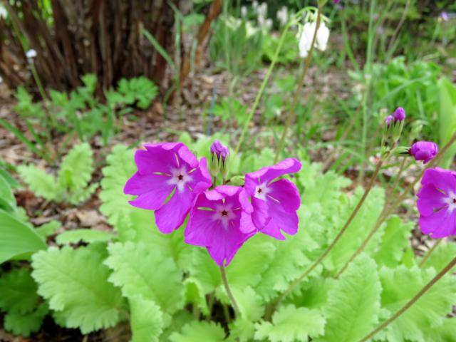 Juin 2016 chez Tulipe Primula%20sieboldii%202016