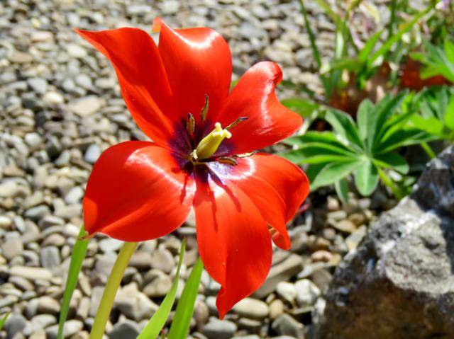 Mai 2016 chez Tulipe 127 Tulipe%20Botanique%20Linifolia%202016