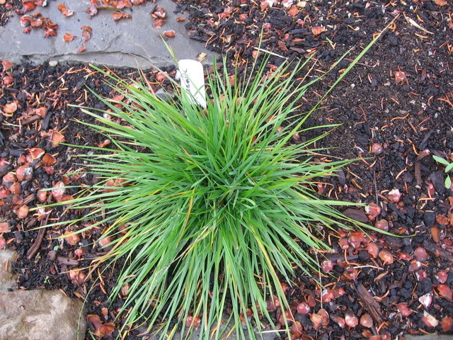 Deschampsia caespitosa (canche gazonnante) 22octobre2006037