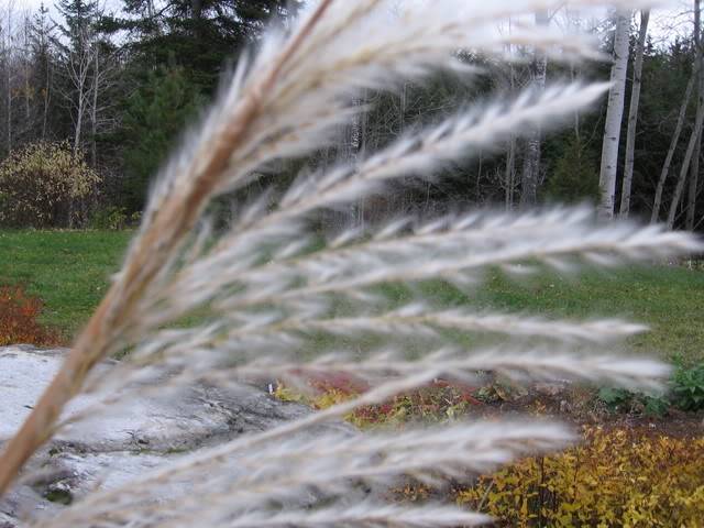 Miscanthus "Purpurescens" 256octobre2006024