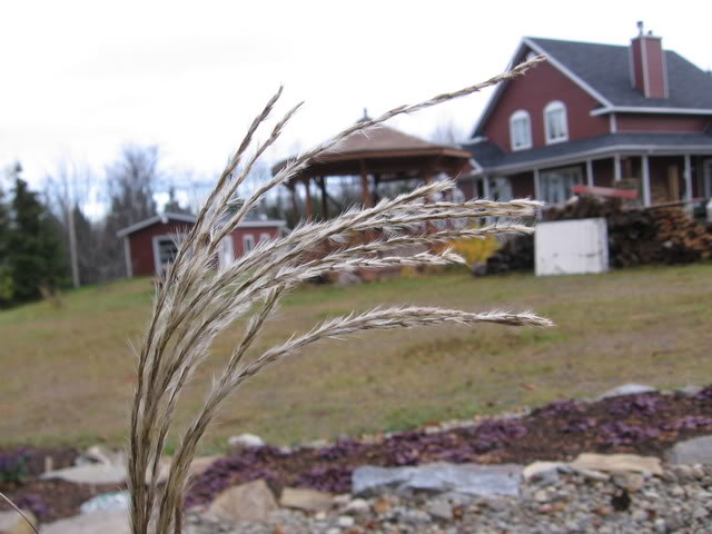 Miscanthus sinensis "Graziella" 256octobre2006053