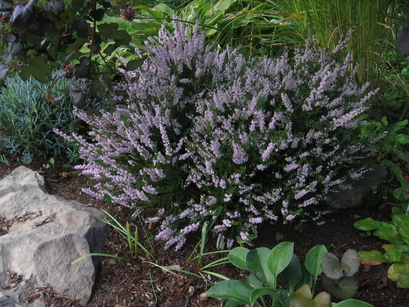 Calluna vulgaris et Erica carnea 29-08-2008015