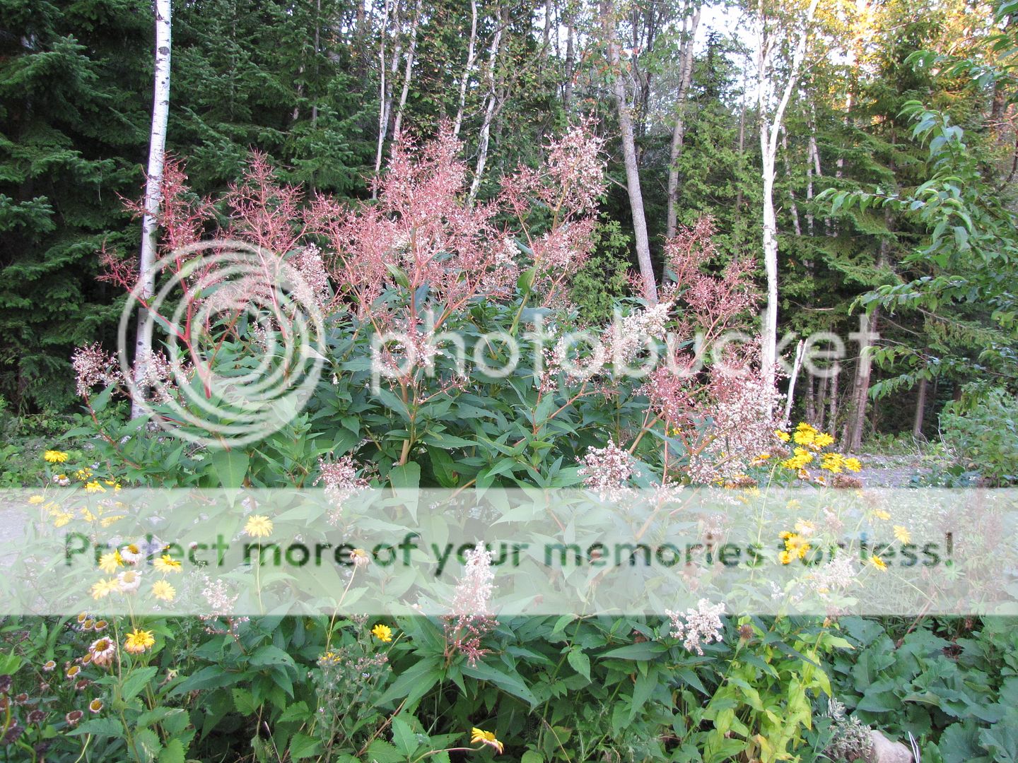 Persicaria polimorpha - Page 6 28-08-2010037