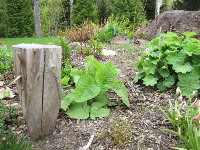 Comparaison Stachys Hummelo et Superba IMG_7774_640x480