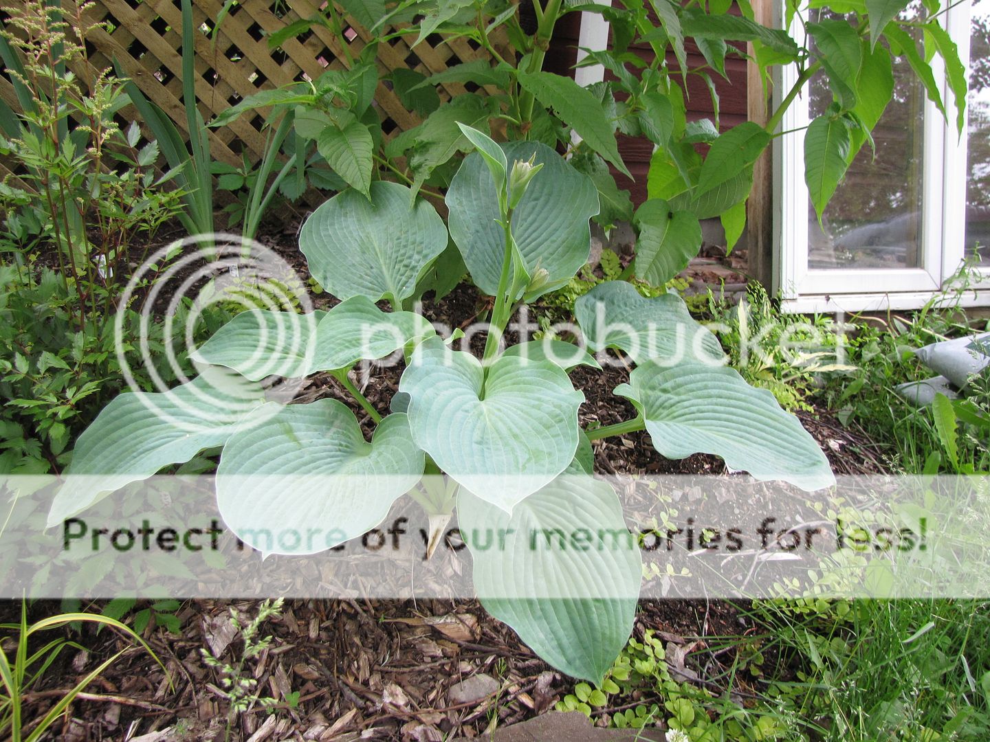 Hostas à identifier 01-07-2010Hostableuidentifier2