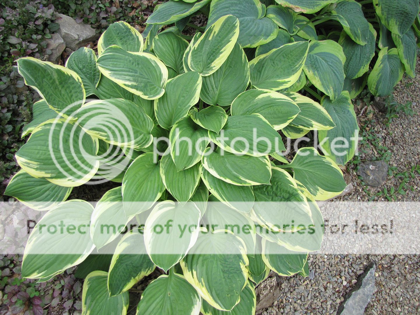 Hostas à identifier 01-07-2010Hostaidentifier5