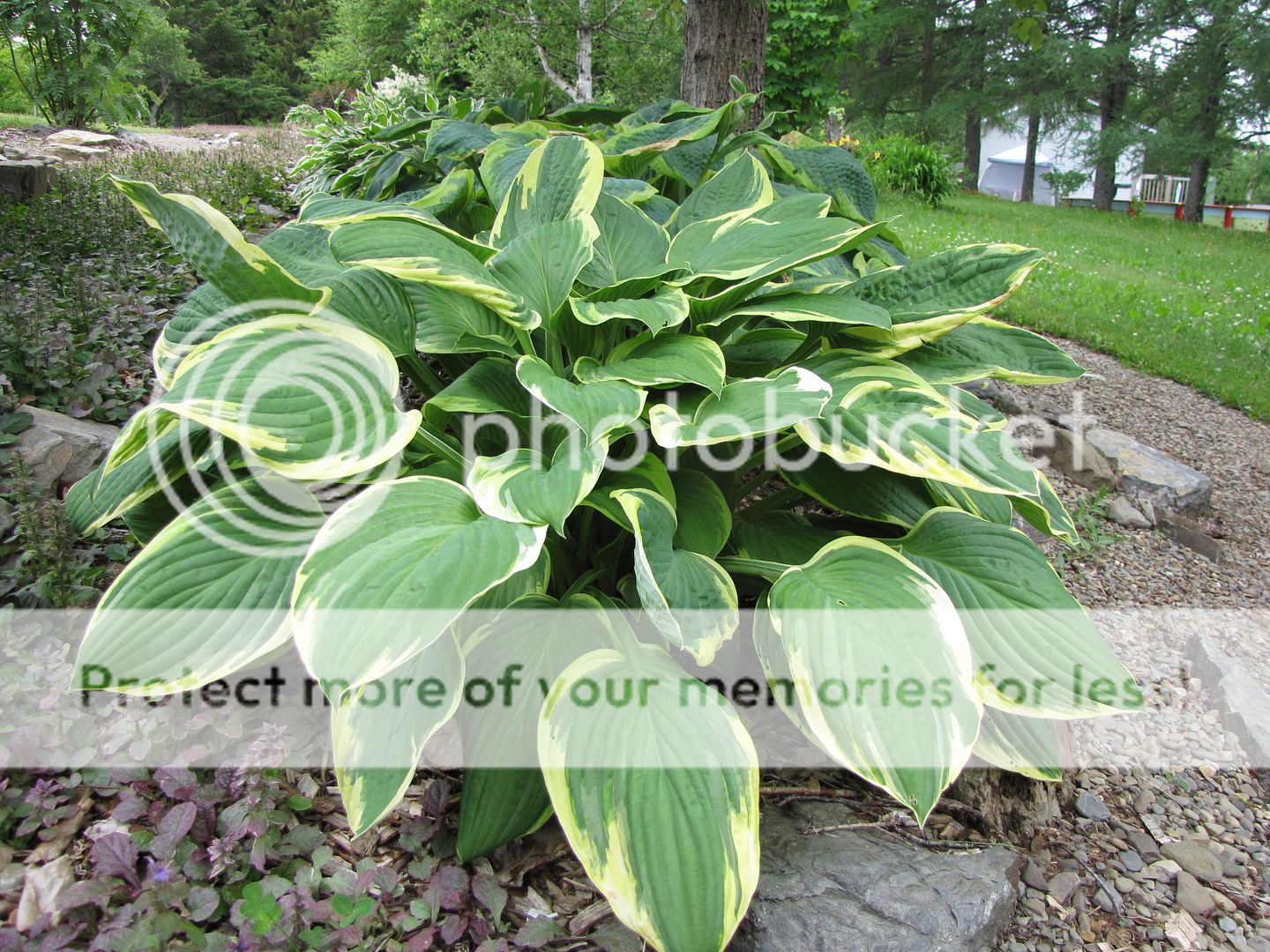 Hostas à identifier 01-07-2010hostaidentifier4