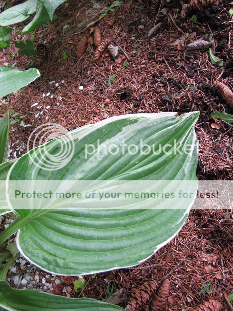 Hostas à identifier 02-07-2010031