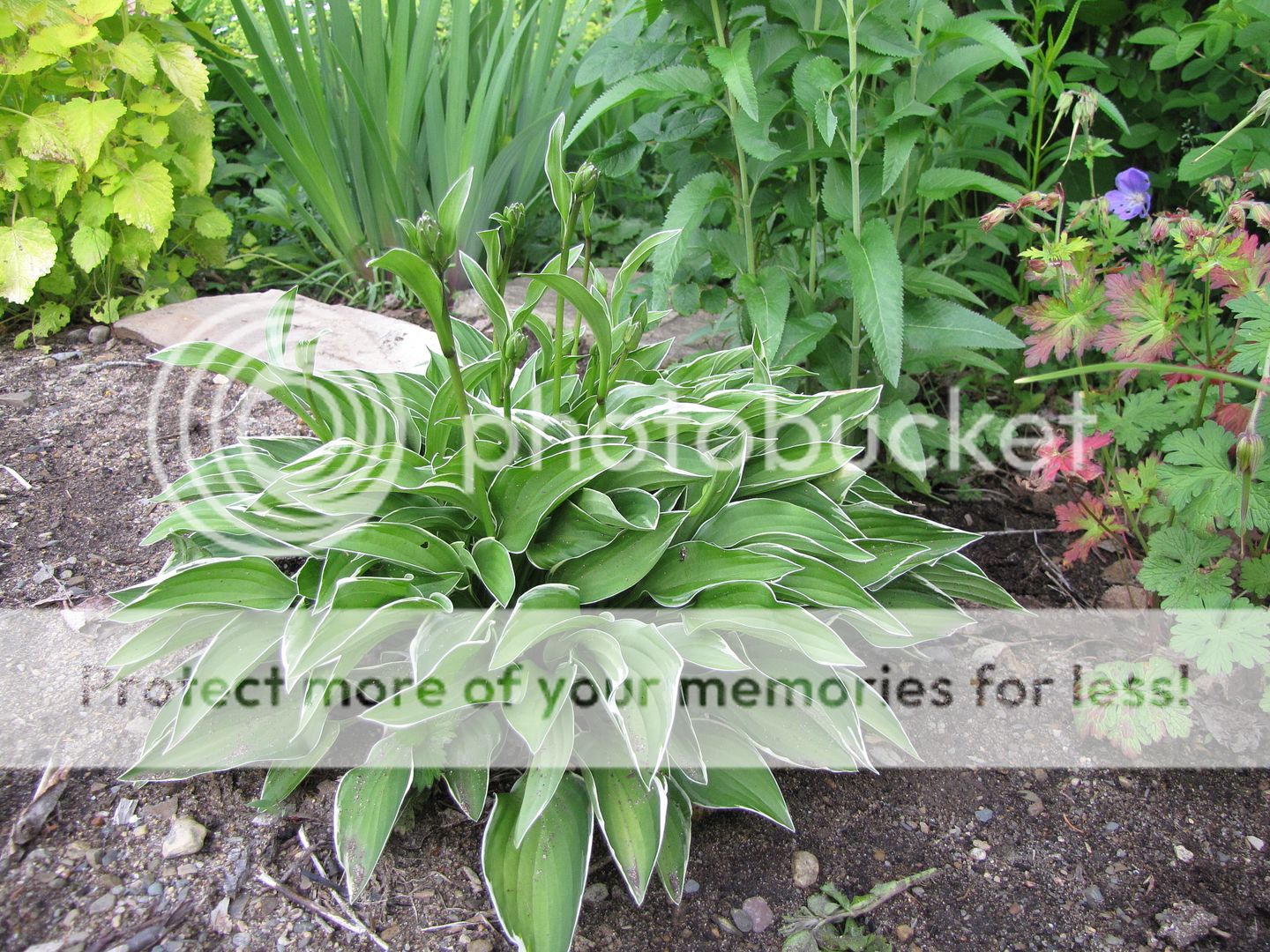 Hostas à identifier 02-07-2010059