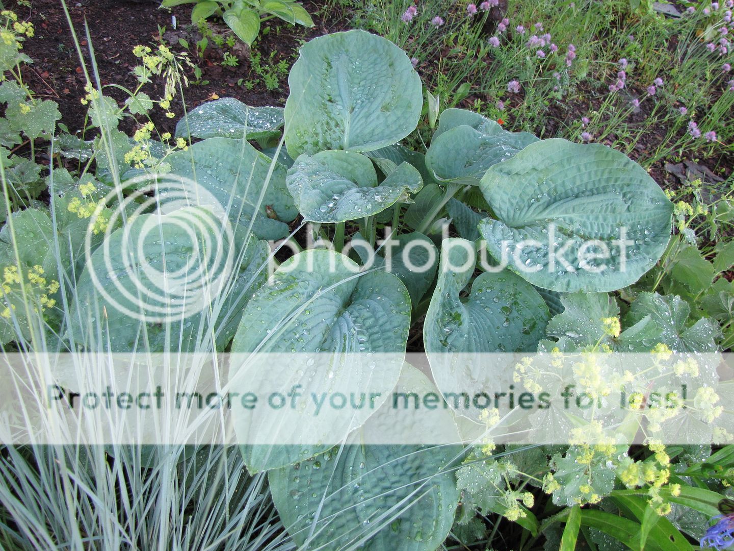 Hostas à identifier 02-07-2010HostaLovePat