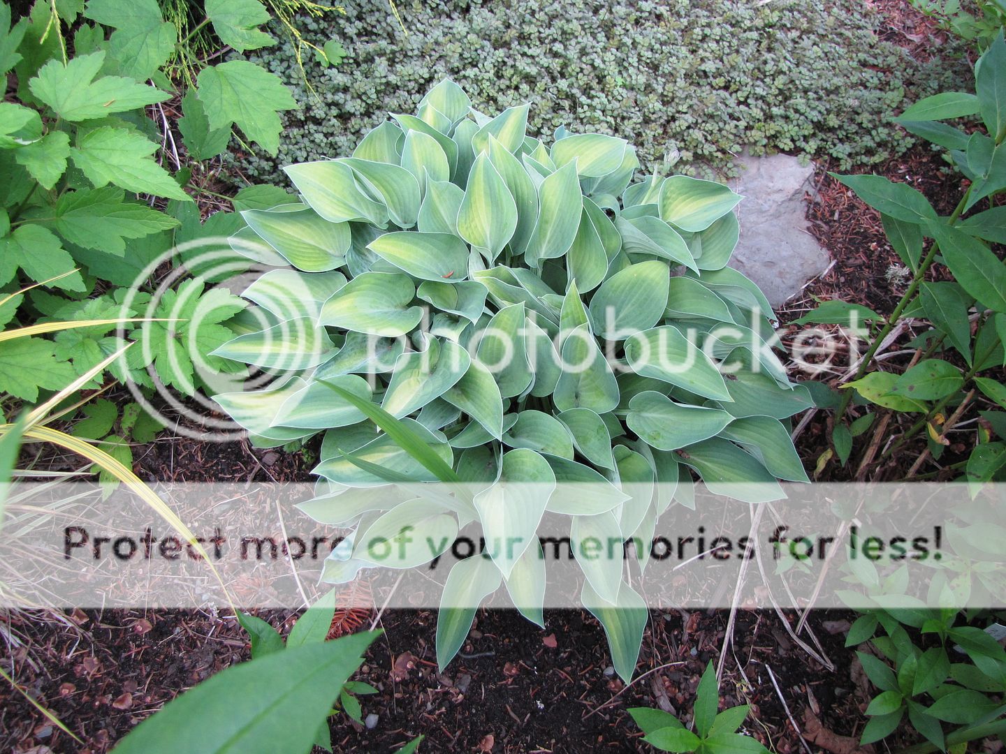 Hostas à identifier 02-07-2010Hostainconnu