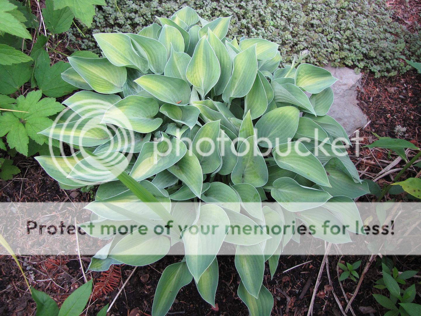 Hostas à identifier 02-07-2010Hostainconnu2