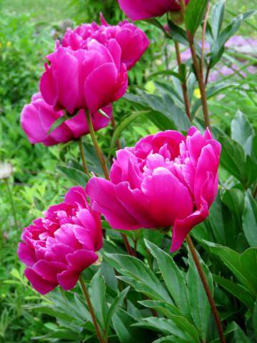 Juillet 2016 chez Tulipe IMG_0745_360x480