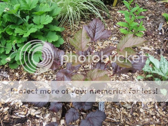 Astilbe Chocolate Shogun - Page 2 IMG_0870_640x480