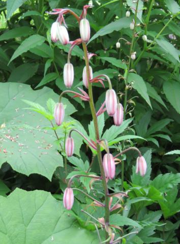 Lilium martagon IMG_0897_354x480