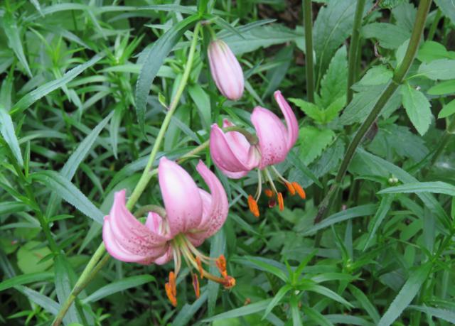 Lilium martagon IMG_0898_640x459