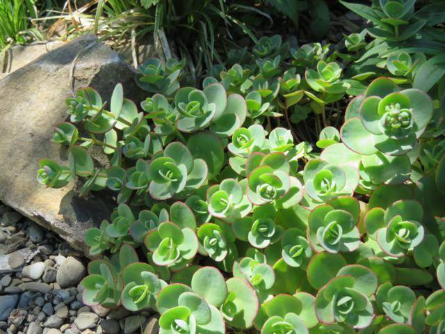 Juillet 2016 chez Tulipe Sedum%20Lime%20Zinger%202016