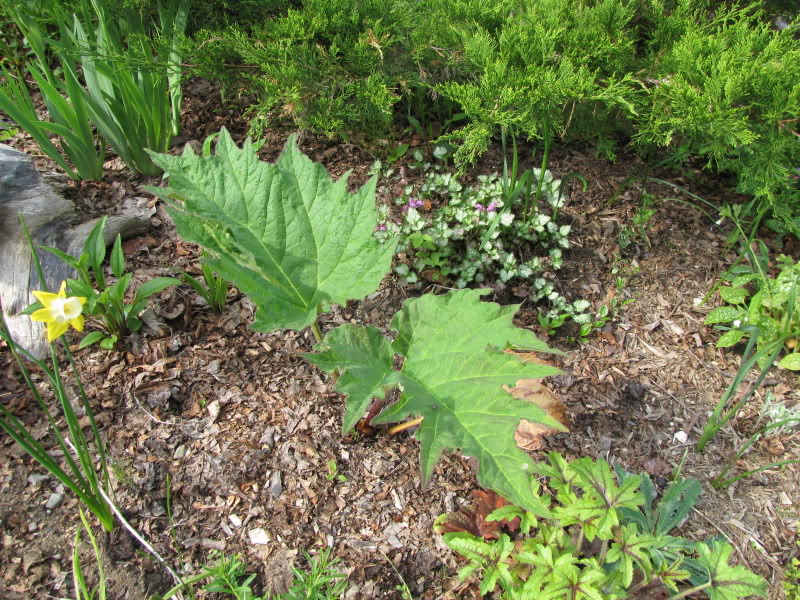 Rheum palmatum (rhubarbe décorative) - Page 4 14-06-2011001