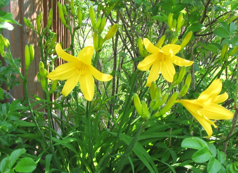 Fernande: Première floraison au jardin IMG_2511