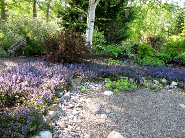 Ma rivière d'ajuga (Tulipe 127) IMG_8979_640x480