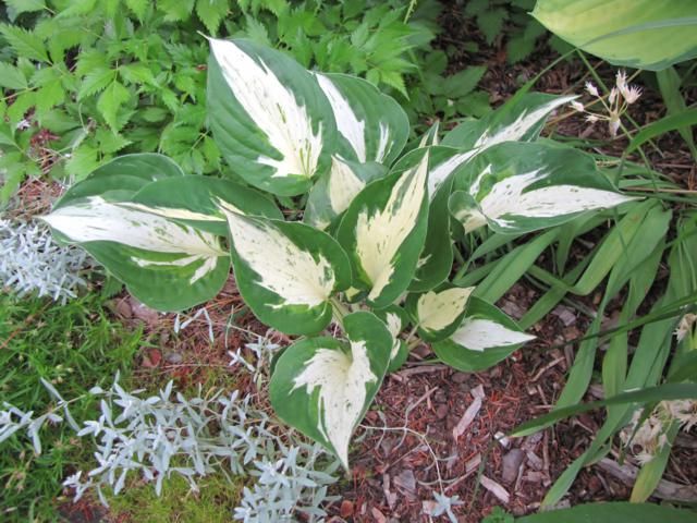 Un hosta Fire and Ice ou mutation de Revolution... HostaRevolution20132