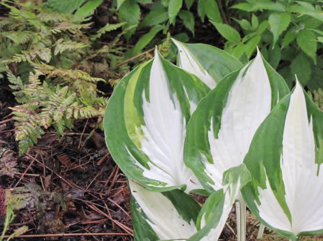 Un hosta Fire and Ice ou mutation de Revolution... IMG_0043_640x478