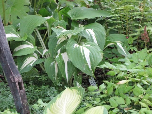 Un hosta Fire and Ice ou mutation de Revolution... IMG_0101_640x480