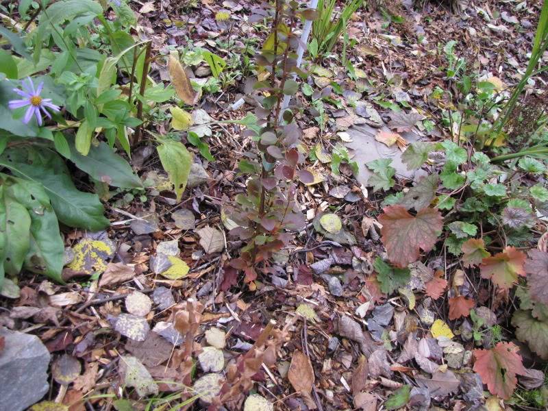 Berberis thubergii - Épine-vinette de Thunberg - Page 3 ArbusteBerberisbouture1