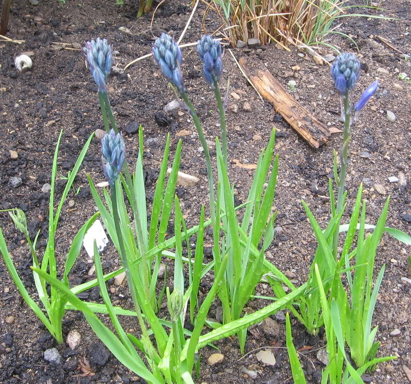 camassia BulbeCamassia