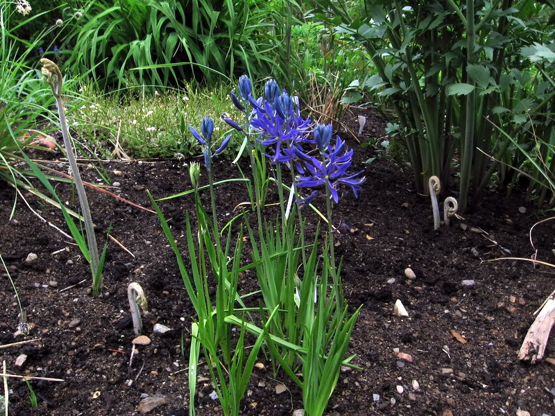 camassia BulbedeCamassiafloraison